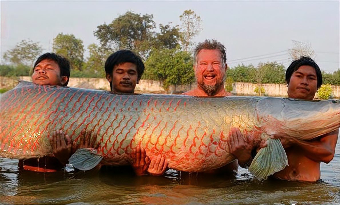 巨骨舌魚和金龍魚哪個更兇猛？