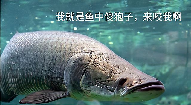 巨骨舌魚和金龍魚哪個更兇猛？