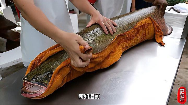 巨骨舌魚和金龍魚哪個更兇猛？