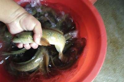 龍魚可以喂小金魚嗎怎么喂養好：龍魚可以喂小金魚嗎