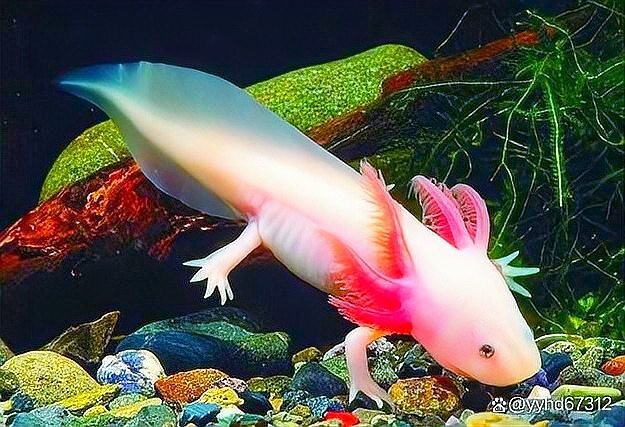 鱷魚恐龍王魚適合新手養殖嗎？ 鱷魚恐龍王魚適合新手養殖嗎？ 龍魚百科 第4張