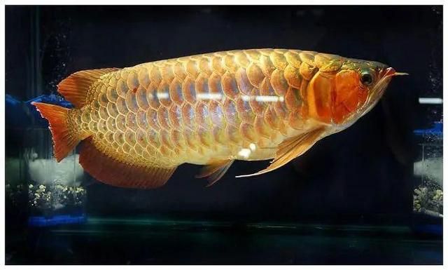 龍魚的風水學（龍魚在風水學中的應用）