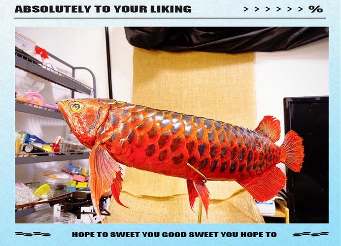 如何區分龍魚品牌的好壞？