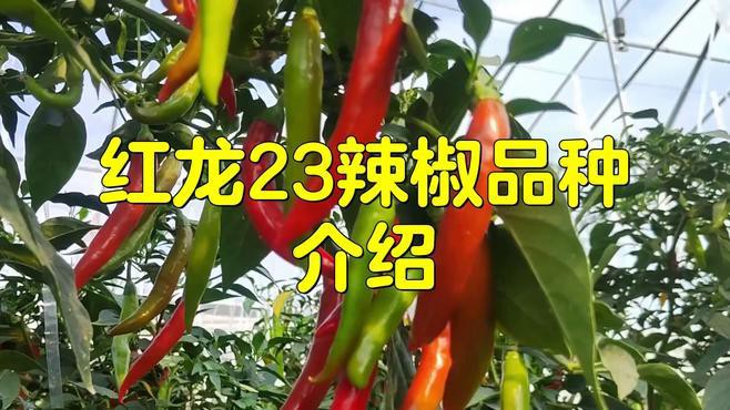 如何區分龍魚品牌的好壞？