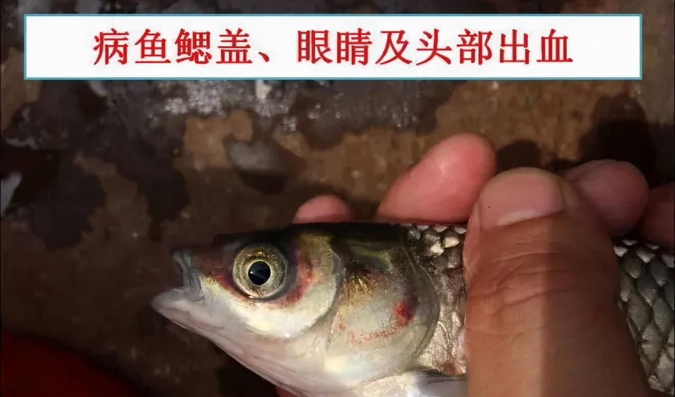 龍魚眼圈發紅：龍魚眼圈發紅可能是由多種原因引起的，龍魚眼圈發紅的原因及對策