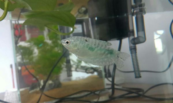 龍魚眼圈發紅：龍魚眼圈發紅可能是由多種原因引起的，龍魚眼圈發紅的原因及對策