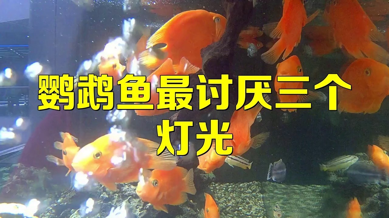 養鸚鵡魚和銀龍魚開燈嗎