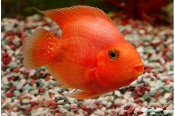 養鸚鵡魚和銀龍魚開燈嗎