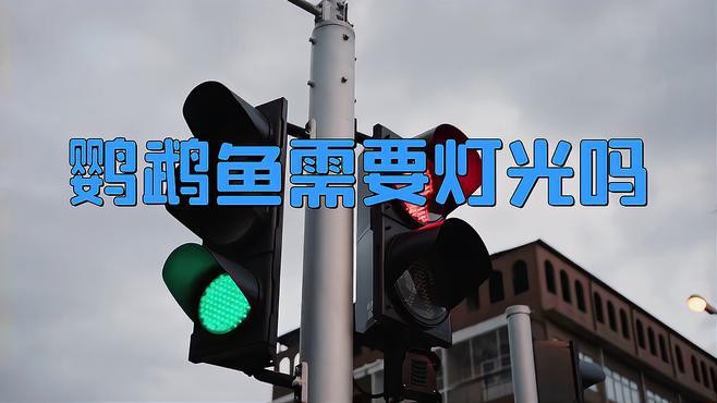 養鸚鵡魚和銀龍魚開燈嗎