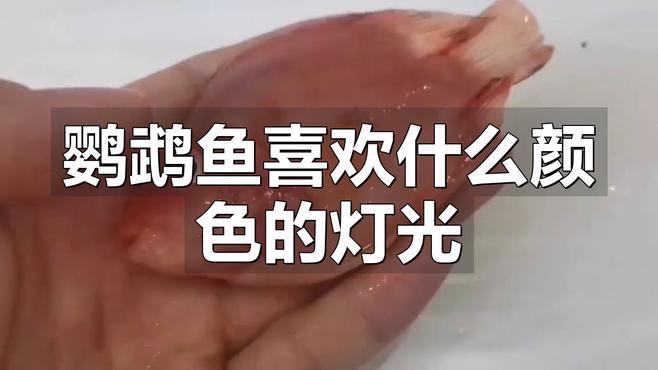 養鸚鵡魚和銀龍魚開燈嗎