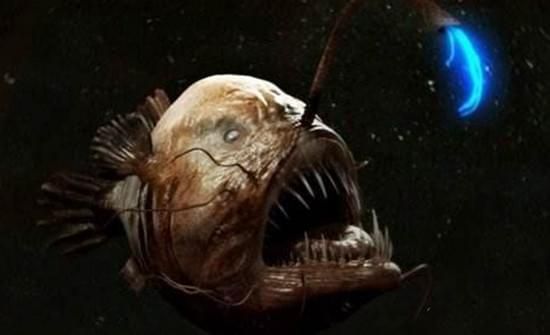 哪種龍魚最兇殘（哪種龍魚最兇殘，你知道嗎？）