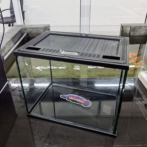 雷龍魚用什么魚缸