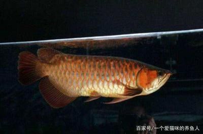 龍魚怕燈光是怎么解決（龍魚害怕燈光怎么辦）