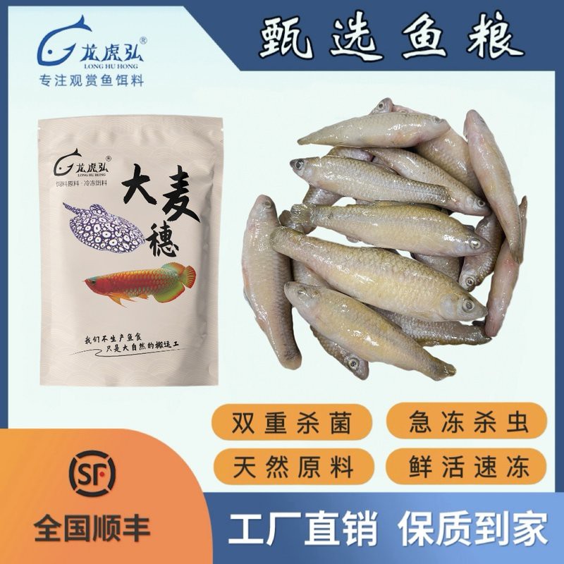 哪里龍魚凍食好賣