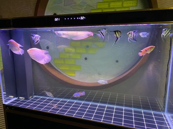 銀龍魚和什么魚混養最佳搭配圖片
