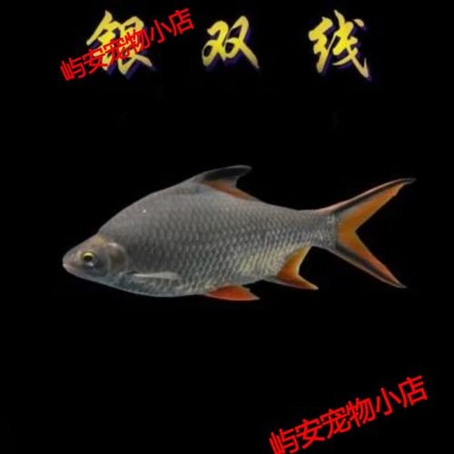 銀龍魚和什么魚混養最佳搭配圖片