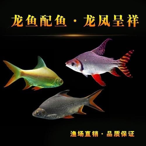 銀龍魚和什么魚混養最佳搭配圖片