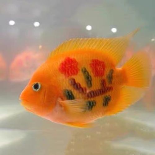銀龍魚和什么魚混養最佳搭配圖片