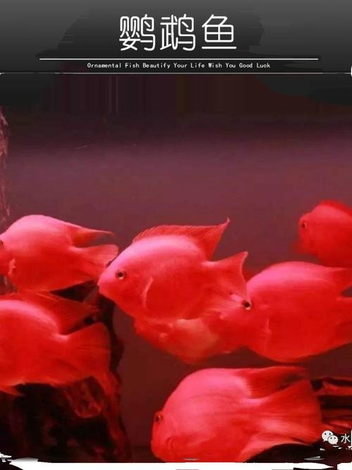 銀龍魚和什么魚混養最佳搭配圖片