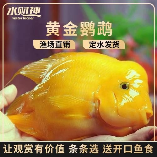 銀龍魚和什么魚混養最佳搭配圖片