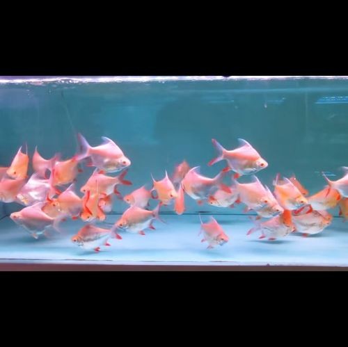 銀龍魚和什么魚混養最佳搭配圖片