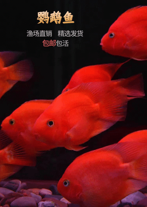 銀龍魚和什么魚混養最佳搭配圖片