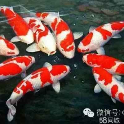 龍魚食可以喂錦鯉嗎：龍魚食可以喂給錦鯉嗎？