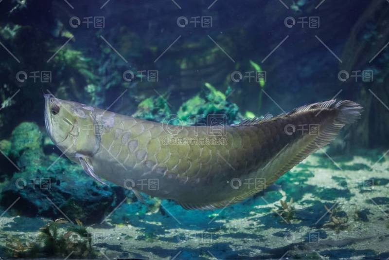 銀龍魚圖片高清壁紙