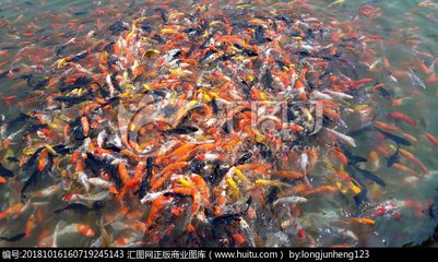 黃石國家公園龍魚群：黃石國家公園是一個怎樣的存在？
