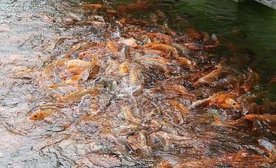 黃石國家公園龍魚群：黃石國家公園是一個怎樣的存在？
