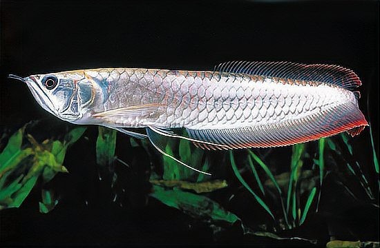 銀龍魚能活幾年