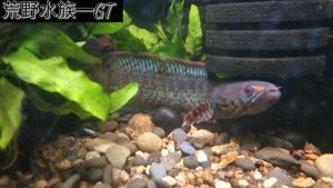 最好看的小型雷龍魚品種排名，小型雷龍魚品種排名：七彩雷龍、七彩雷龍、巧克力七彩雷龍魚