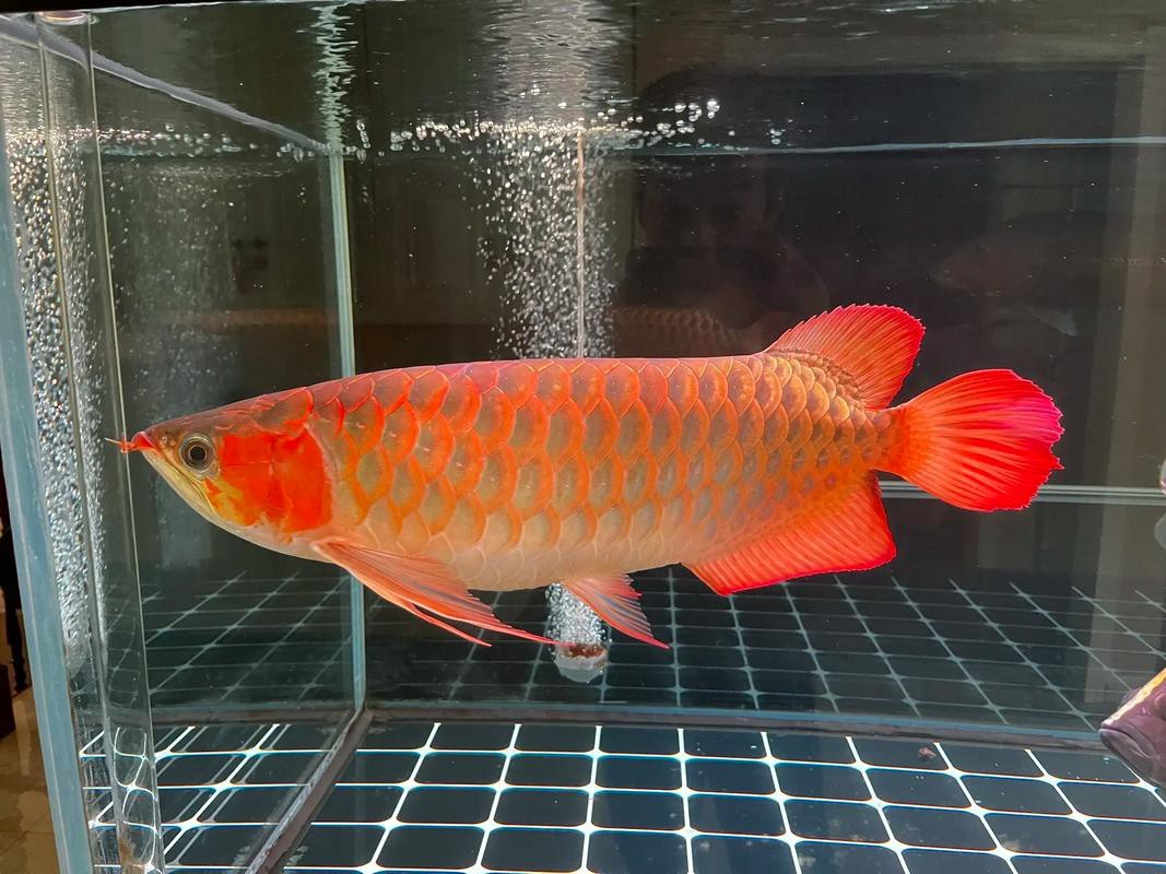 印度紅龍魚(yú)價(jià)格表最新圖片