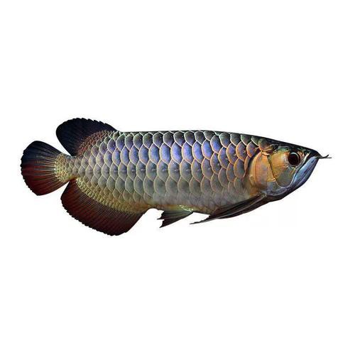印度紅龍魚(yú)價(jià)格表最新圖片