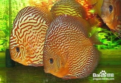如何將七彩神仙魚和龍魚混養出來好看：七彩神仙魚和龍魚怎么混養出來好看
