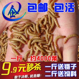 龍魚喂大麥蟲優缺點：龍魚喂大麥蟲優缺點之前需要明確的是龍魚喂大麥蟲的優缺點