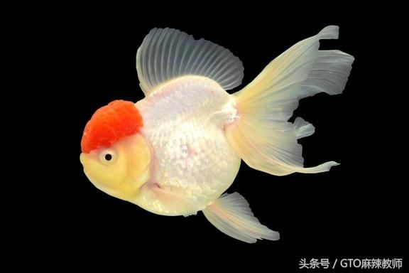 金龍魚體色變淡的原因：金龍魚體色變淡可能由多種因素造成，