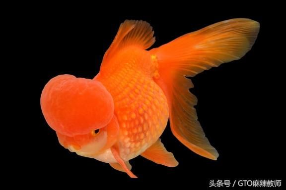 金龍魚體色變淡的原因：金龍魚體色變淡可能由多種因素造成，