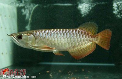 怎么挑金龍魚魚苗：如何挑選金龍魚魚苗