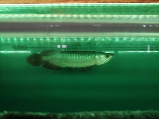 福龍王龍魚，福龍王龍魚市場價格走勢