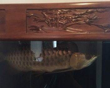 金龍魚觀賞魚是哪個國家發(fā)明的：金龍魚觀賞魚并不是由某個國家發(fā)明的