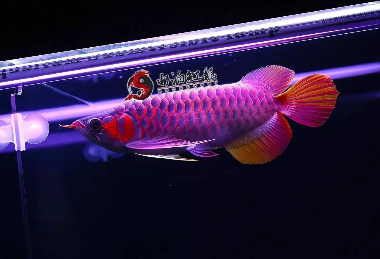 龍魚游動緩慢是什么原因（龍魚游動緩慢是什么原因導致的） 龍魚游動緩慢是什么原因（龍魚游動緩慢是什么原因導致的） 龍魚百科 第3張