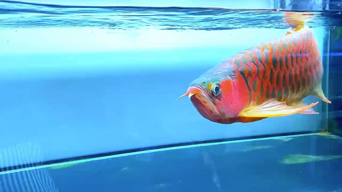 龍魚細(xì)菌性感染怎么治療好：如何治療龍魚細(xì)菌性感染