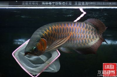 賽級紅龍魚什么意思：賽級紅龍魚怎么樣