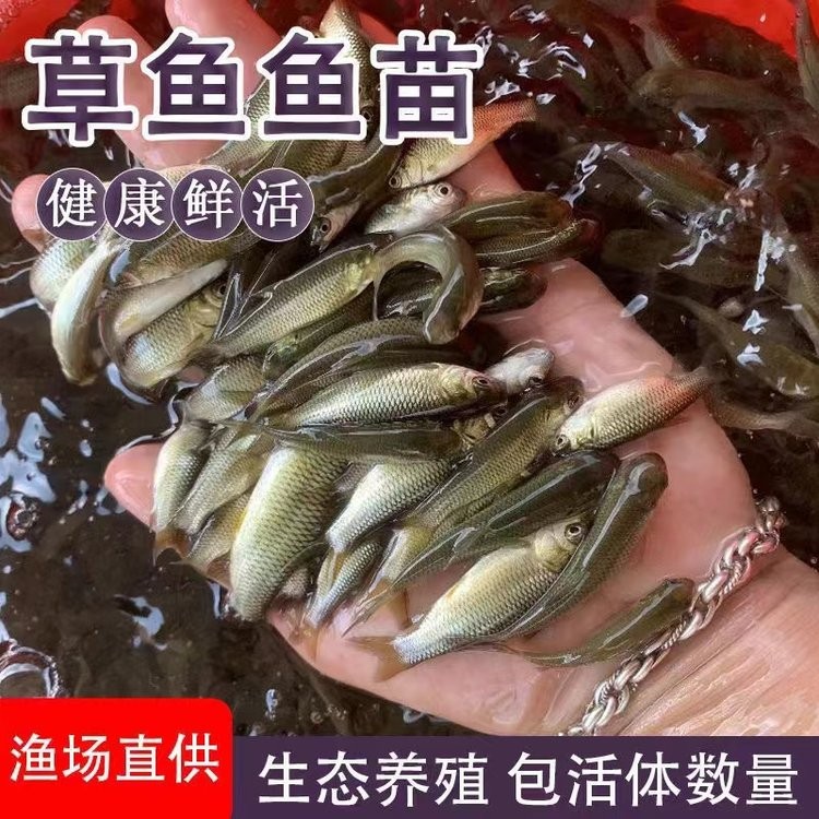 龍魚苗價格多少錢一條