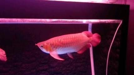 龍魚箭蟲長什么樣：關于龍魚箭蟲的介紹