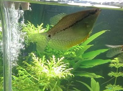 養龍魚水ph值多少為正常（養龍魚水的ph值在6.5-7.5之間）