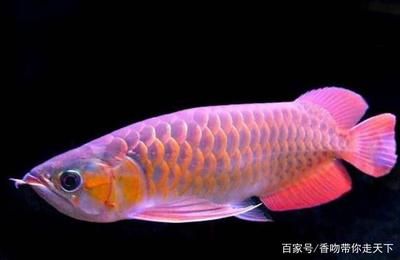 大紅龍魚是什么意思：大紅龍魚的寓意和象征