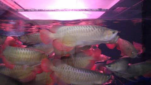 紅龍魚和金龍魚雜交出的品種有多少（紅龍魚和金龍魚雜交產生的品種數量是一個動態變化的過程）