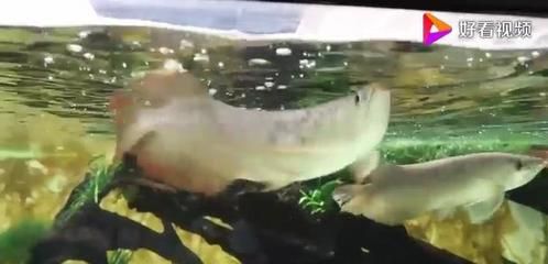 金龍魚和道道全是一個老板嗎：金龍魚和道道全并不是由同一個老板運營的品牌金龍魚背后的老板